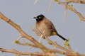 Arabische Buulbuul 1